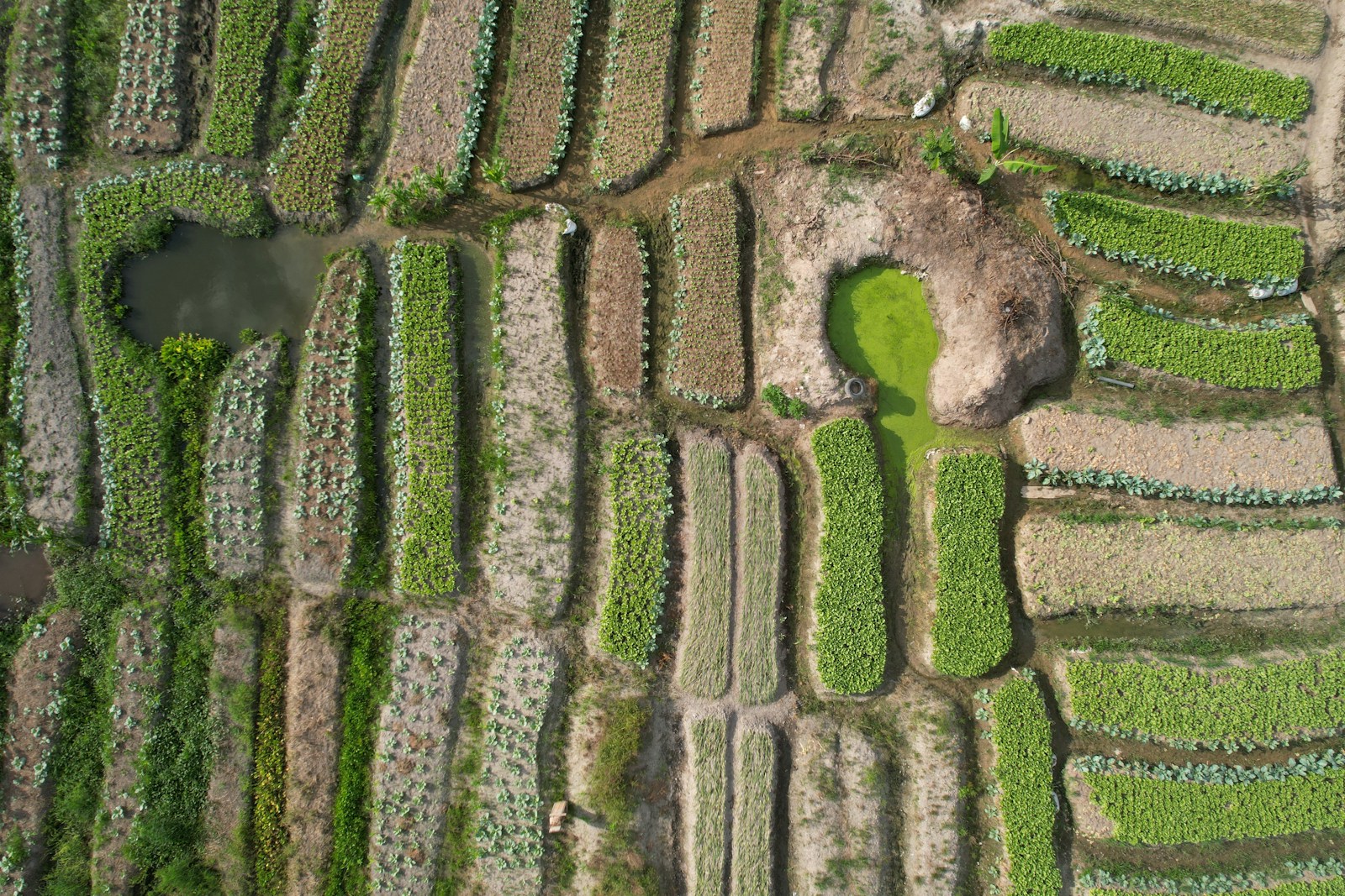 Aerial view of crop fields in Ghana