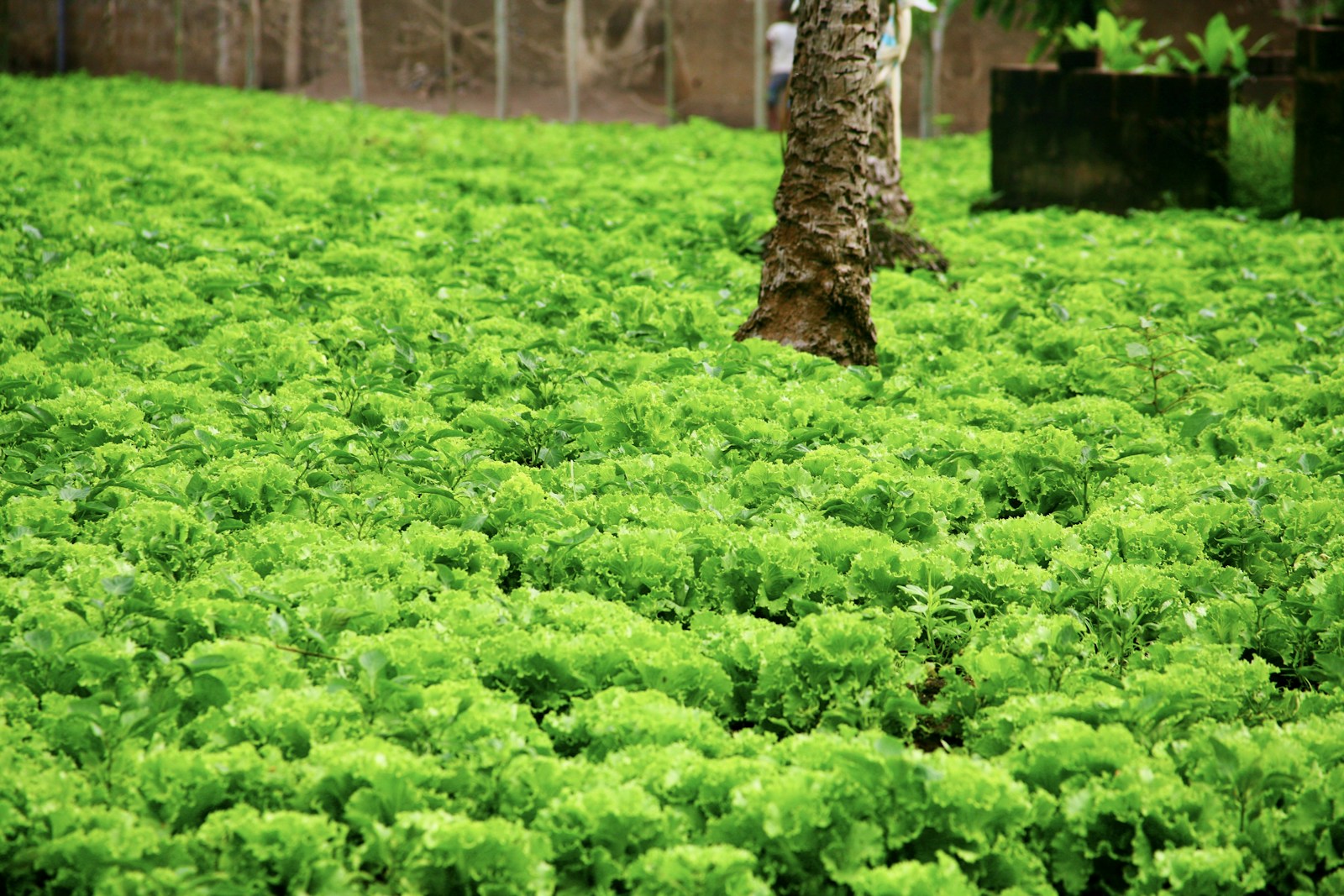 Agricultural field and crops in Ghana